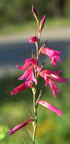 Hants Plants logo